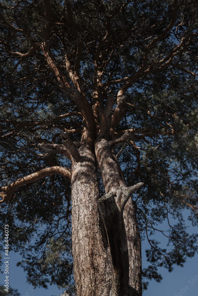 Fototapeta premium pine tree