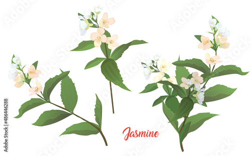 Jasmine white, blue, pink flowers, buds, leaves. Spring blossom. Twigs with light florets blooming on white background. Digital realistic illustration in watercolor style for design, vintage, vector