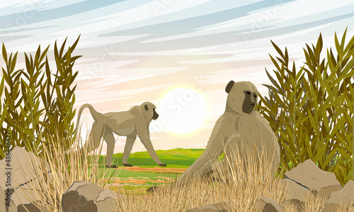 Pair of Yellow baboon in thickets of tall dry grass. Monkeys of the African savanna. Realistic vector landscape