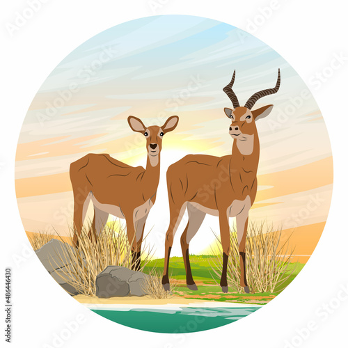 A pair of Kob antelopes on the shore of the lake at sunset. African savanna with dry grass. Africa wild animals. Realistic vector landscape