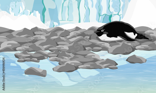 Adelie Penguin lies on an ocean pebbly shore with a glacier in the background. Birds of the South Poles. Realistic vector landscape