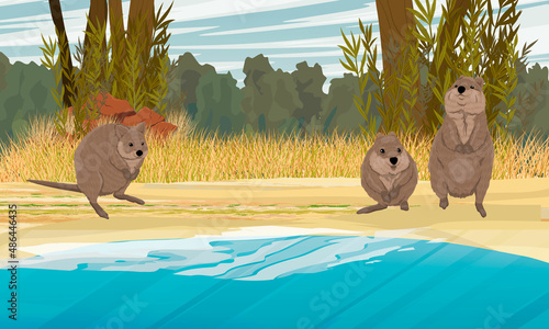 A group of quokkas on the shore of the lake. Short-tailed scrub wallaby Setonix brachyurus in Australia. Realistic vector 