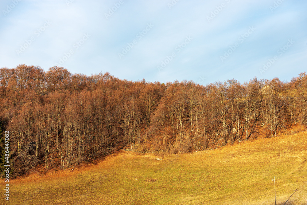 Beautiful beech forest with bare trees and green and orange meadow in winter. Lessinia Plateau Regional Natural Park. Italian Alps, Velo Veronese municipality, Verona Province, Veneto, Italy, Europe.
