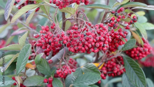 Cotoneaster coriaceus with red fruits moving in the wind