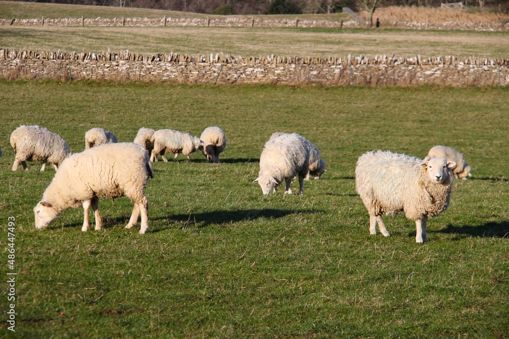 Fototapeta premium cotswold sheep grazing in the fields near Upper Slaughter, Gloucestershire