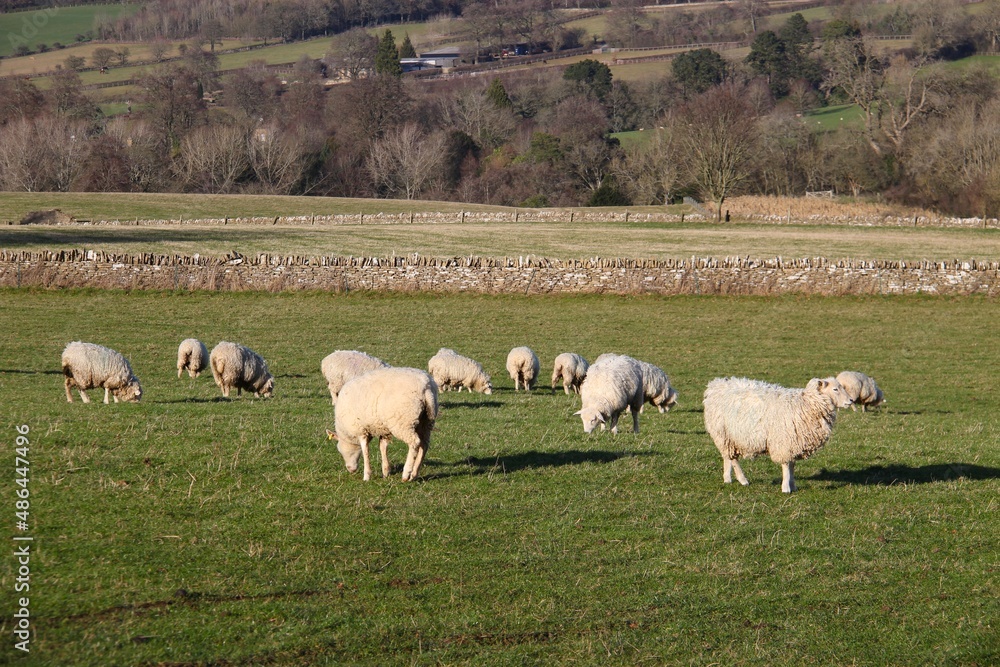 cotswold sheep grazing in the fields near Upper Slaughter, Gloucestershire