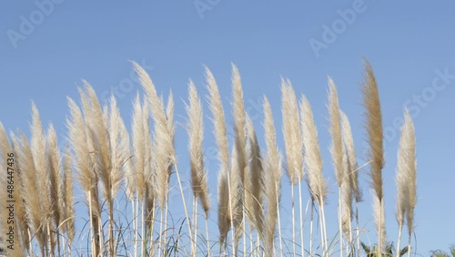 Rushes , juncus moving in the wind on blue sky background