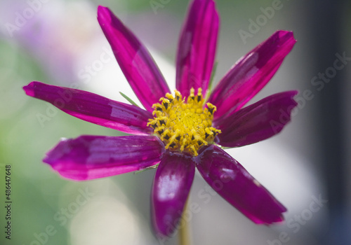 kosmeya in water drops photo