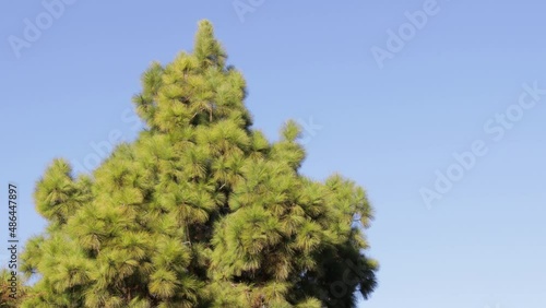 Pine tree moving in the wind on blue sky background