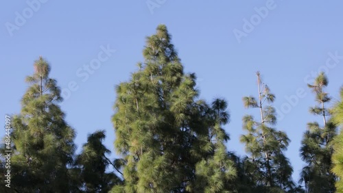Pine trees moving in the wind on blue sky background