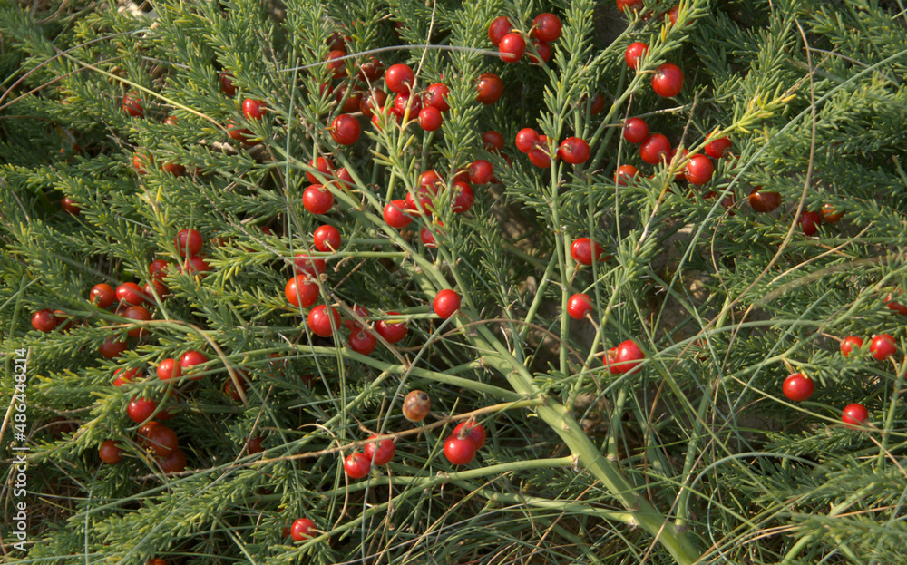 Flora of Cantabria Asparagus officinalis subspecies prostratus, red