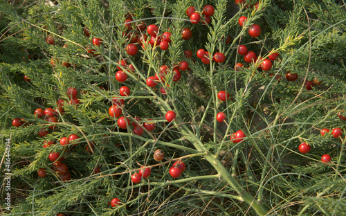 Flora of Cantabria - Asparagus officinalis subspecies prostratus, red berries photo