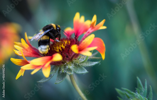 bumblebee on a flower © Яна Руденко