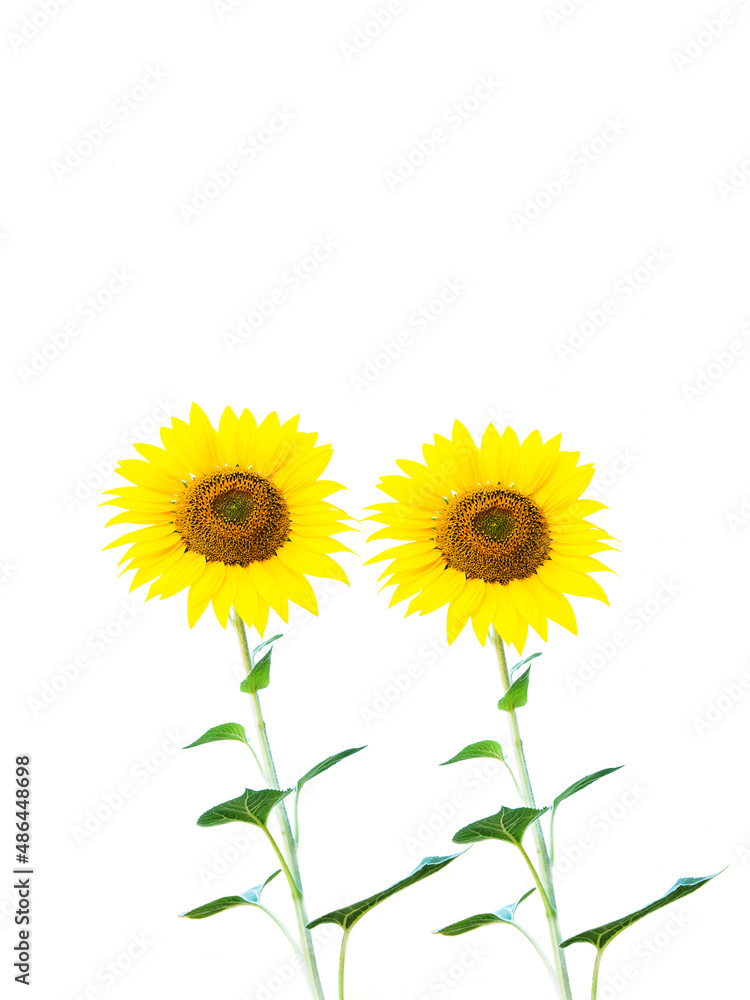 Fototapeta premium Two Sunflower plant cut out on white background
