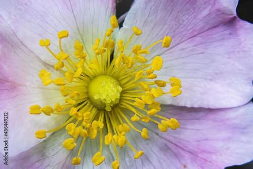 Фотография A macro shot of the Rosa canina stamen, commonly known as the dog rose