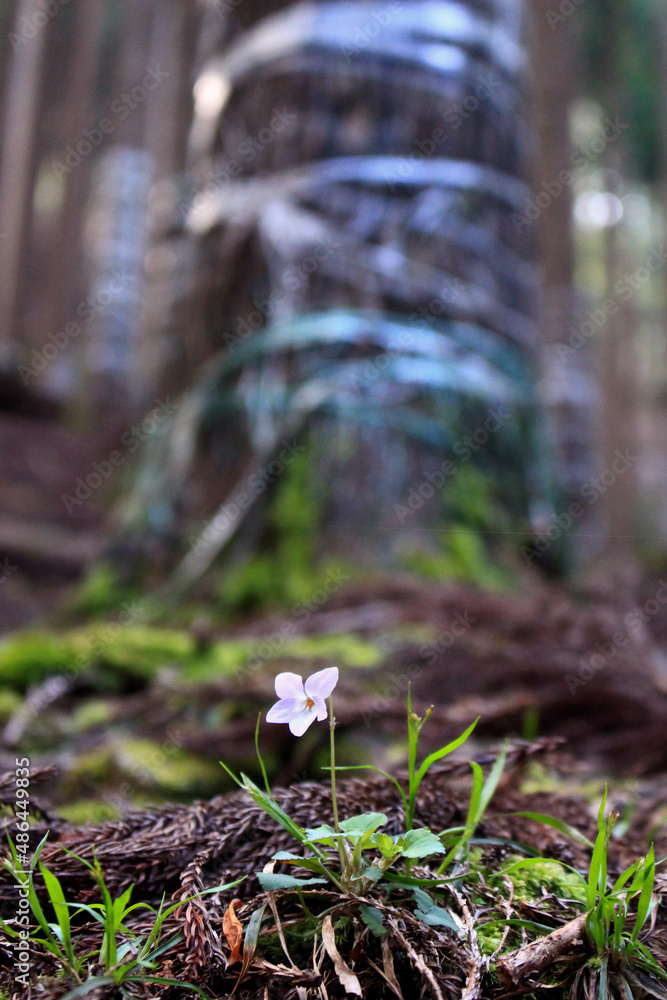 Obraz premium 日本 関西 伐採用の森林に咲く可憐な花