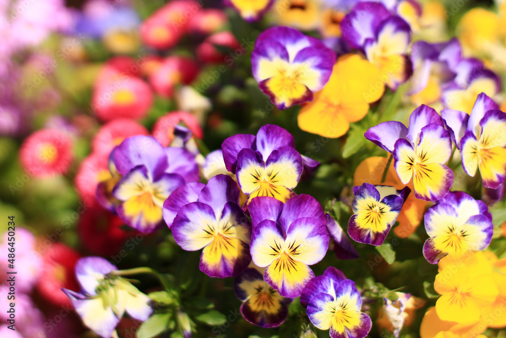 色とりどりの花壇の写真