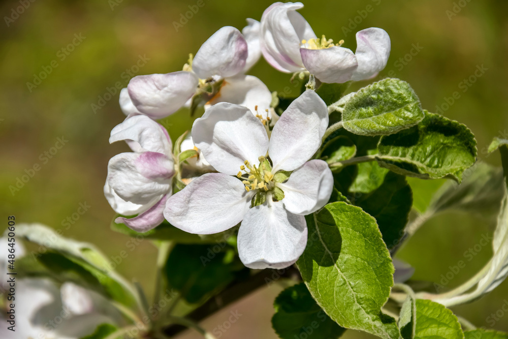 Branch of blooming apple tree in garden in spring. Close-up. Selective focus. Branch of blooming apple tree in garden in spring. Close-up. Selective focus.