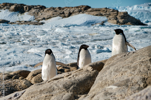 Adele penguins in Antarctica