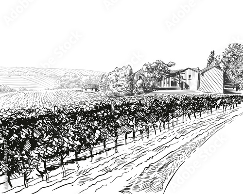 Vineyard landscape vector sketch design. Hand drawn illustration