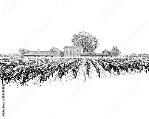 Vineyard landscape vector sketch design. Hand drawn illustration