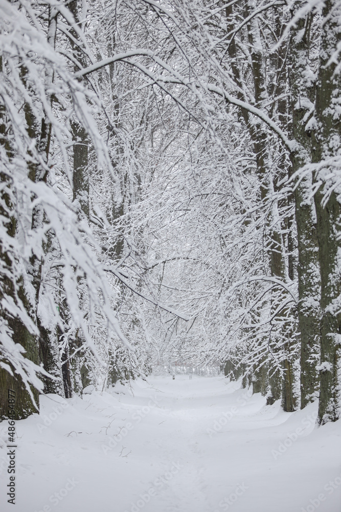 Snowy white winter landscape view with forest pedestrian trail. Snowy white winter landscape view with forest pedestrian trail.