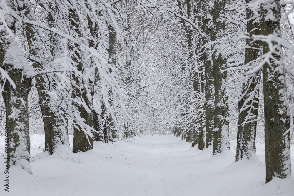 Fototapeta premium Snowy white winter landscape view with forest pedestrian trail.