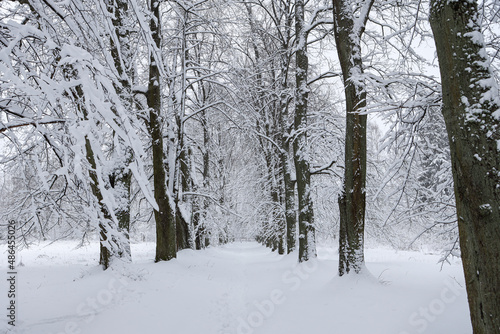 Snowy white winter landscape view with forest pedestrian trail.