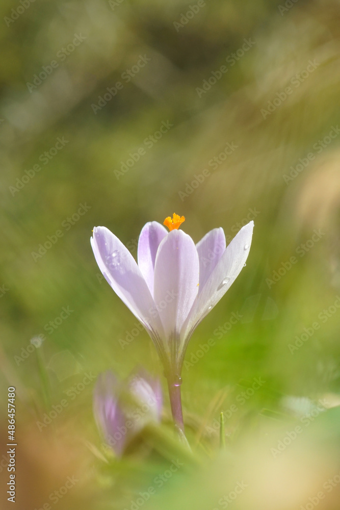 flower of crocus in february