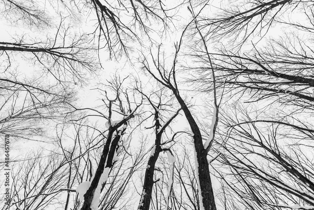 tree branches silhouette covered with snow against sky, low angle view tree branches silhouette covered with snow against sky, low angle view