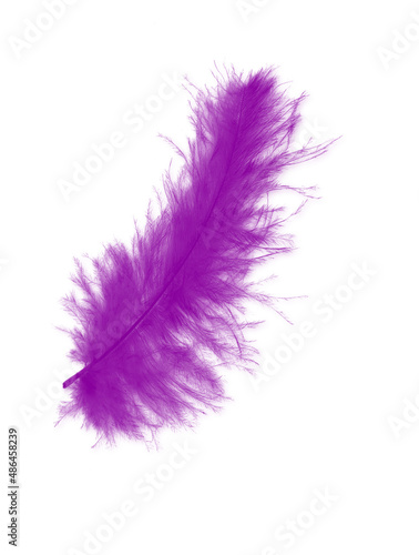 fluffy feather in pink color isolated on the white