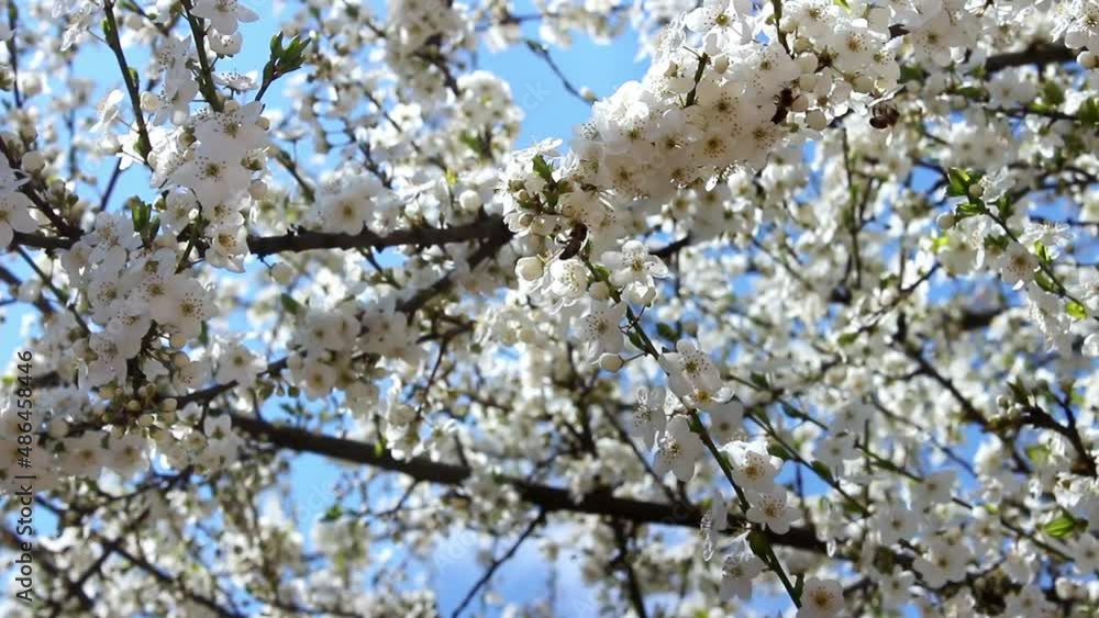 Cherry blossoms against a blue sky. The honeybee pollinates the blossoming cherry.