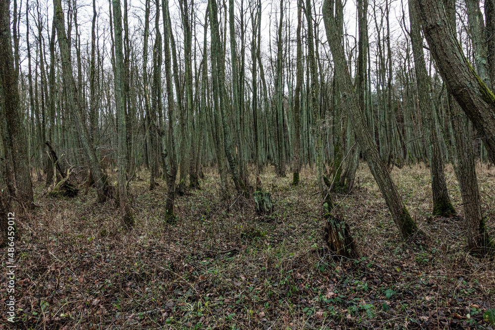 Obraz premium Darßer Ort