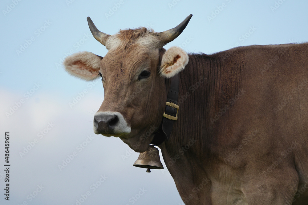 Fototapeta premium Allgäuer Braunvieh.