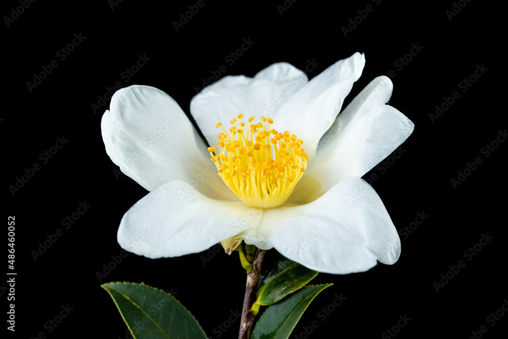 Fototapeta premium A white camellia flower on a black background