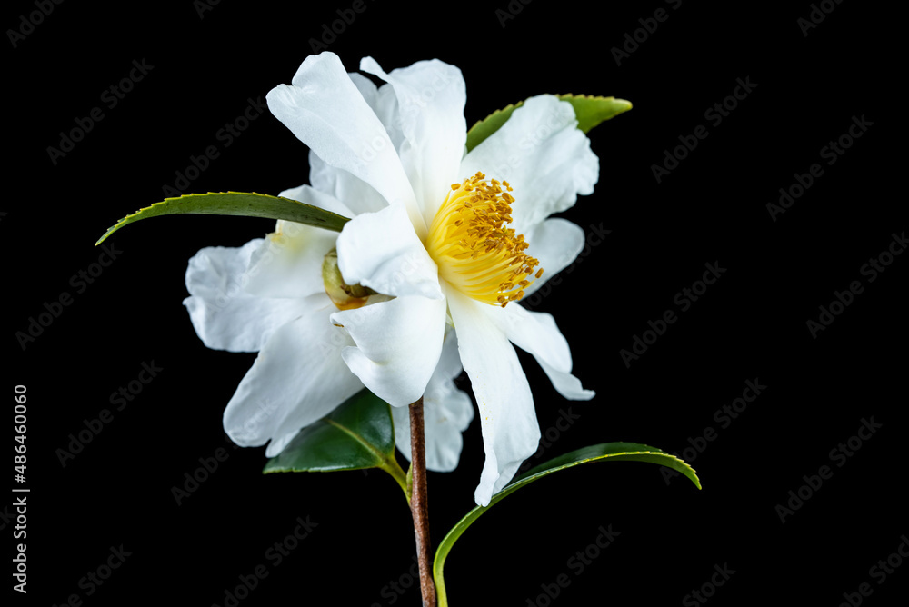 Obraz premium A white camellia flower on a black background