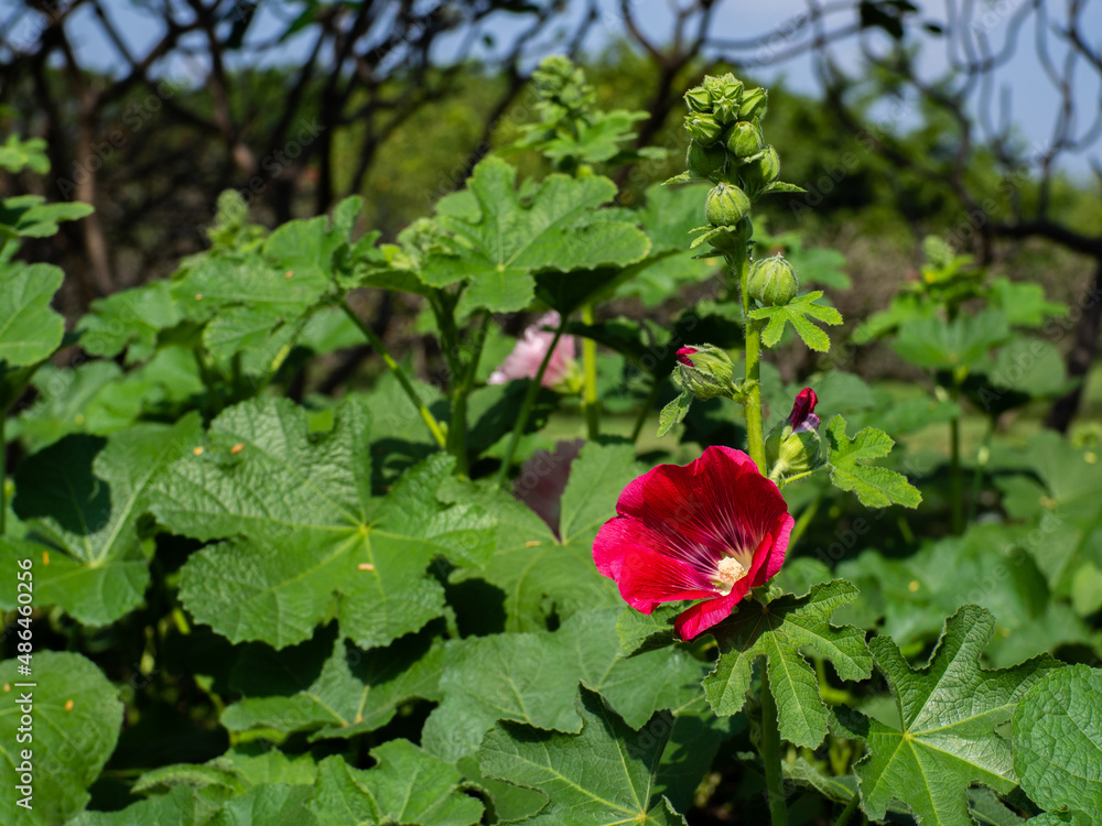 red flowers green leaf background red flowers green leaf background