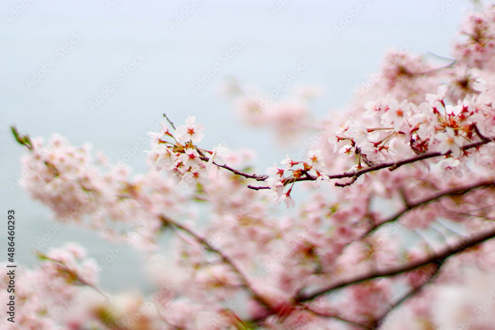 Fototapeta premium 桜の花の写真（滋賀県の沖島） 日本 関西