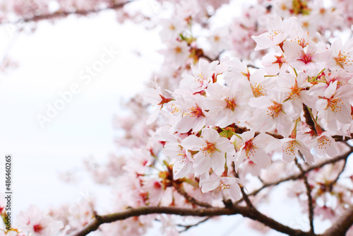 桜の花の写真（滋賀県の沖島） 日本 関西