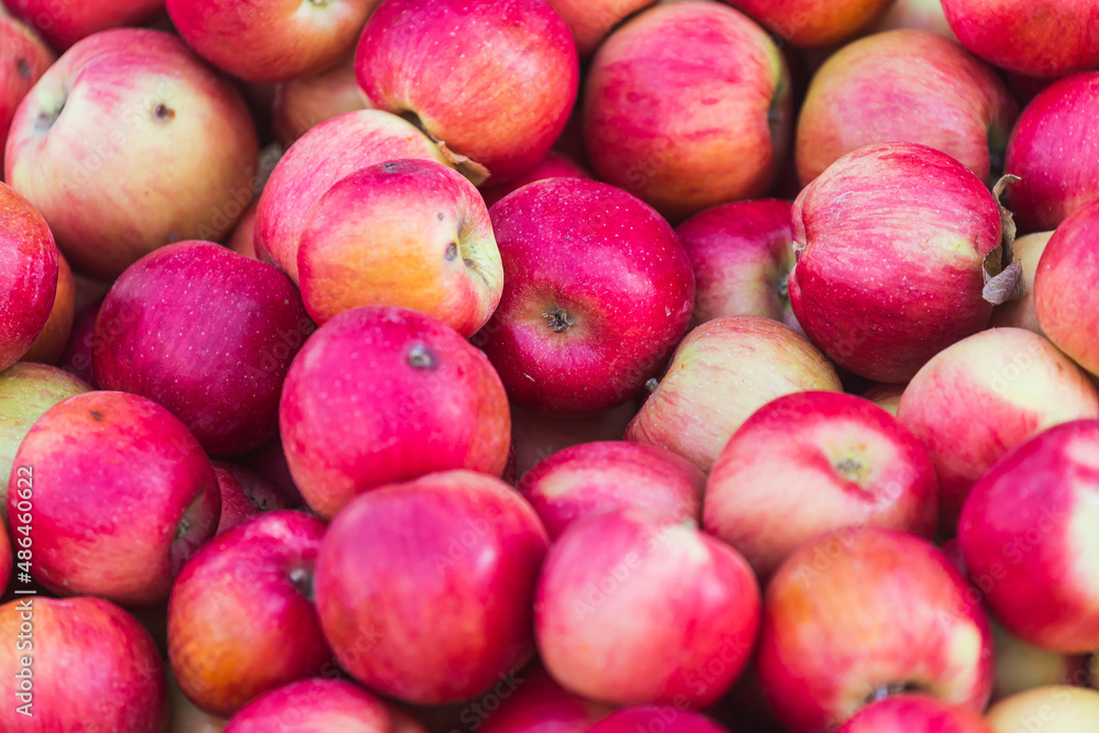 Red apples background. Fresh apples variety grown in the shop. Apple suitable for juice, strudel, apple puree, compote Red apples background. Fresh apples variety grown in the shop. Apple suitable for juice, strudel, apple puree, compote