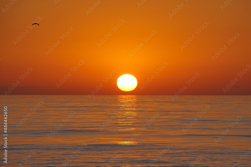 sunset over the sea with a bird