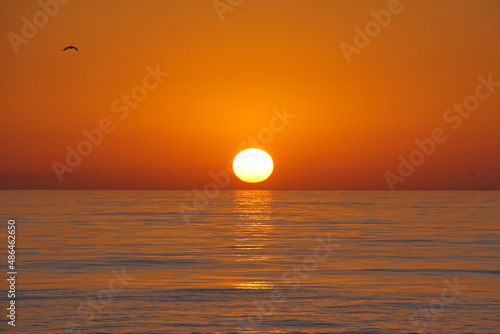 Fototapeta Naklejka Na Ścianę i Meble -  sunset over the sea with a bird