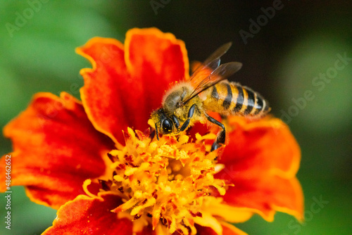 Bees on various types of flowers © Kandarp