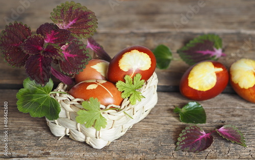 Fototapeta Naklejka Na Ścianę i Meble -  Eggs and onion peels, in a natural basket with plant sprigs.Easter background with place for text.