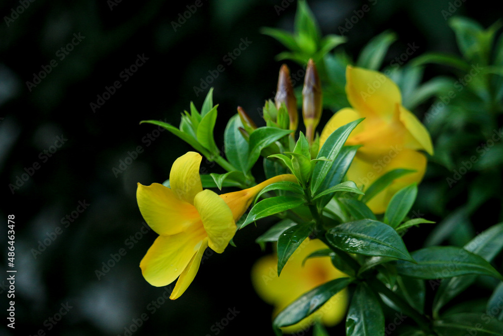 Beautiful yellow flowers with black background. Beautiful yellow flowers with black background.