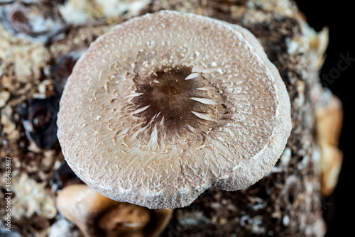 Shiitake mushrooms growing on a black background