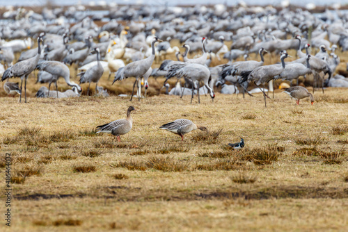 Flock with cranes and Taiga bean geese on a field at spring © Lars Johansson