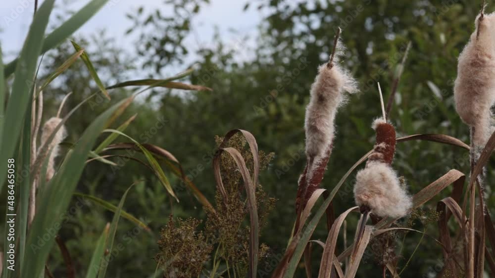 Reeds on a lake. A beautiful forest lake in Russia. Shot of cattails by the lake with selective focus Reeds on a lake. A beautiful forest lake in Russia. Shot of cattails by the lake with selective focus