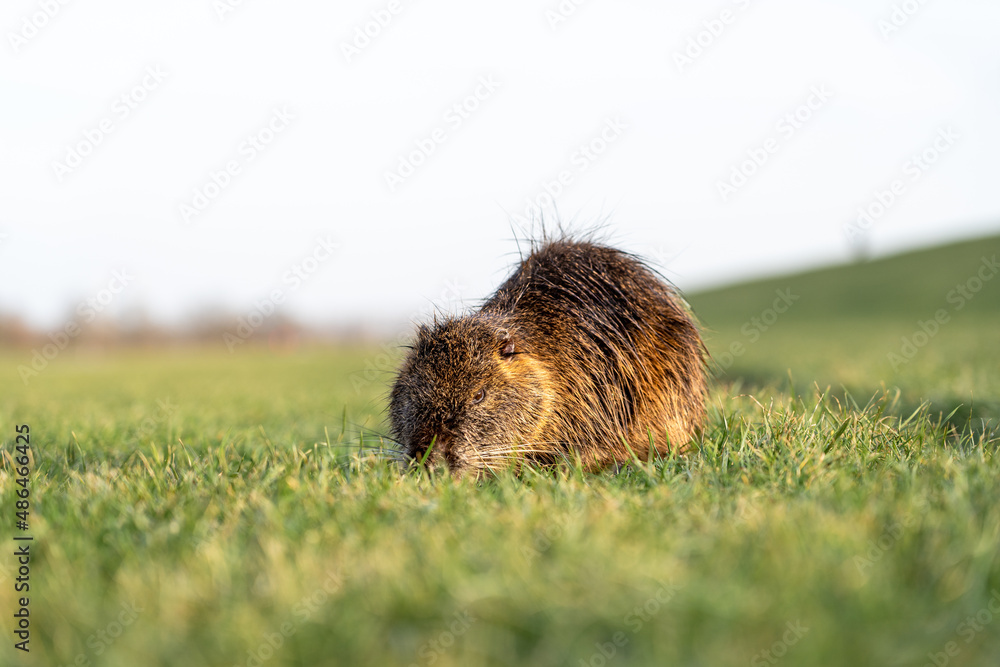 Frei lebende Nutria an der Elbe hinter dem Deich Frei lebende Nutria an der Elbe hinter dem Deich