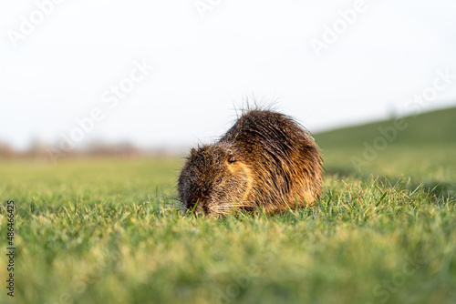 Bild auf Leinwand Frei lebende Nutria an der Elbe hinter dem Deich